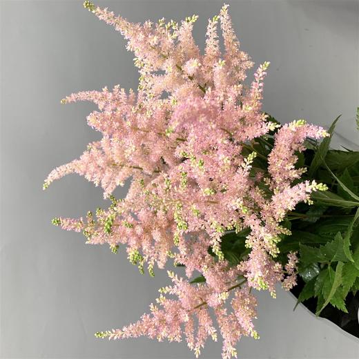 进口络新妇-粉色 商品图2