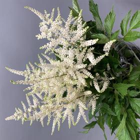 进口络新妇-白色