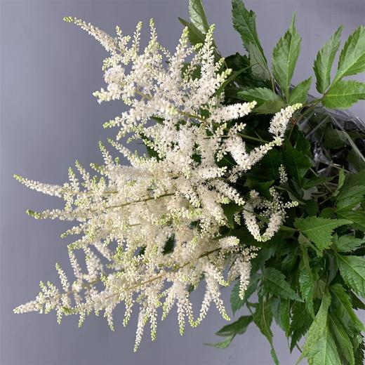 进口络新妇-白色 商品图0