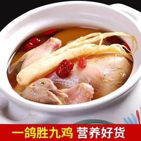 【周五发货  需提前预定 】生鲜肉类 郧阳乳鸽新鲜现杀