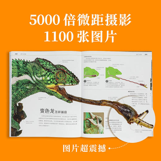 【新东方专享】DK自然运转的秘密（7岁以上） 商品图3