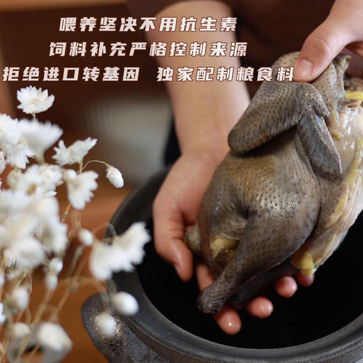 竹荪搭子-【精品五黑鸡 | 山林散养两年以上】砂锅伴侣 鸡汤清澈不浑浊 口感紧实不柴（母鸡 处理后净重1.75~2.1斤/只） 商品图6