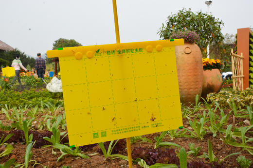 全降解粘虫板高效诱虫安全环保自动降解零污染 商品图2