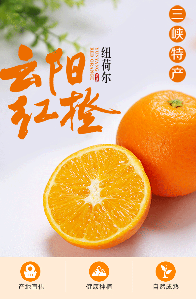 蜂谷美橙云阳纽荷尔脐橙可选规格