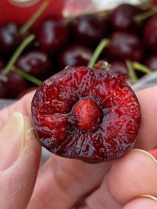 周四取货：【金蜜蜂桑提娜2J车厘子】脆甜，爆汁！ 商品图1