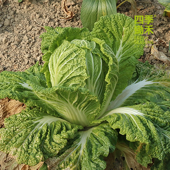 大白菜-基地现摘现发（2斤/3斤/4斤/5斤）
