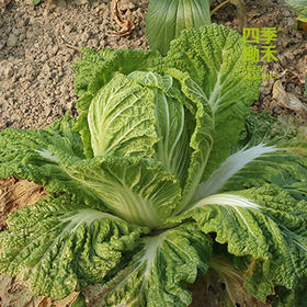 大白菜-基地现摘现发（2斤/3斤/4斤/5斤）