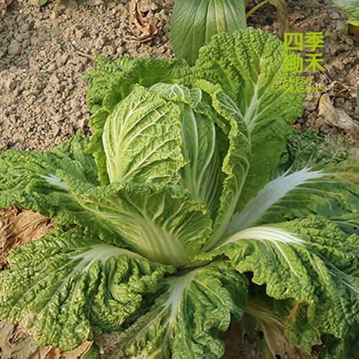 大白菜-基地现摘现发（2斤/3斤/4斤/5斤） 商品图0