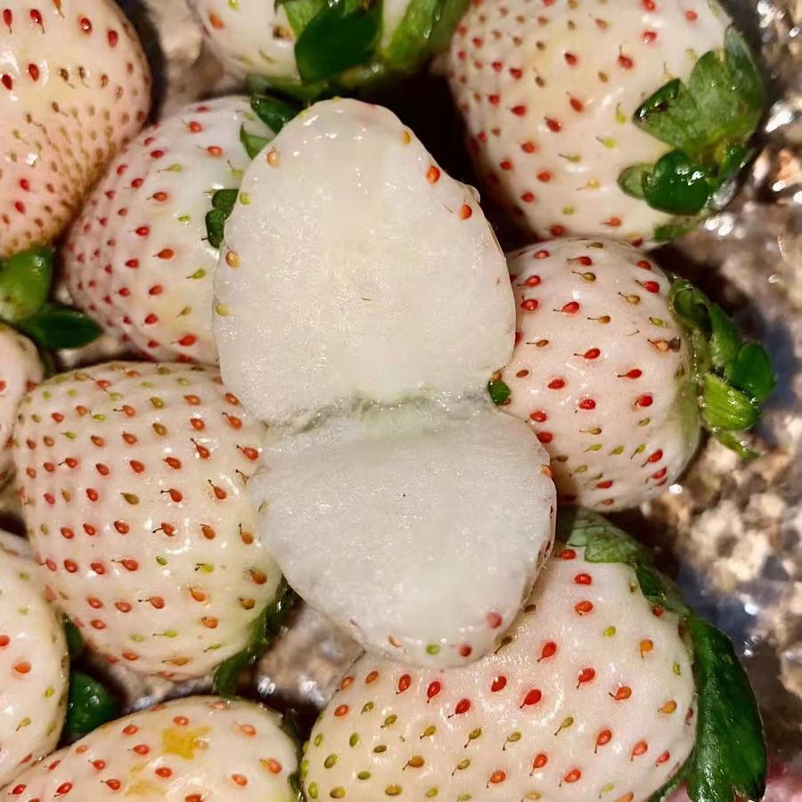 成都发货 粉黛菠萝莓 全球十大名贵水果 之一白草莓中的珍稀品种白里透红具有菠萝风味 成都发货 粉黛菠萝莓 全球十大名贵水果 之一白草莓中的珍稀品种白里透红具有菠萝风味