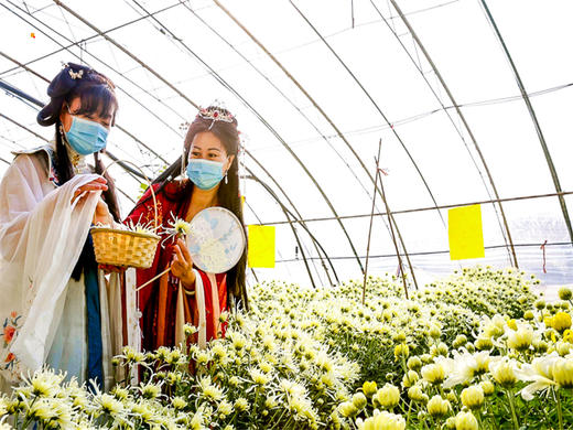 【平谷菊花宴-金海湖步道】菊花美食文化季平谷大兴庄品菊花-金海湖步道赏湖光山色 商品图8