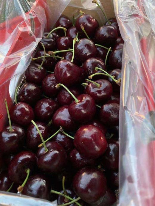 周四取货：【金蜜蜂桑提娜2J车厘子】脆甜，爆汁！ 商品图2