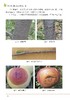 苹果病虫害绿色防控彩色图谱【园艺学会】 商品缩略图3