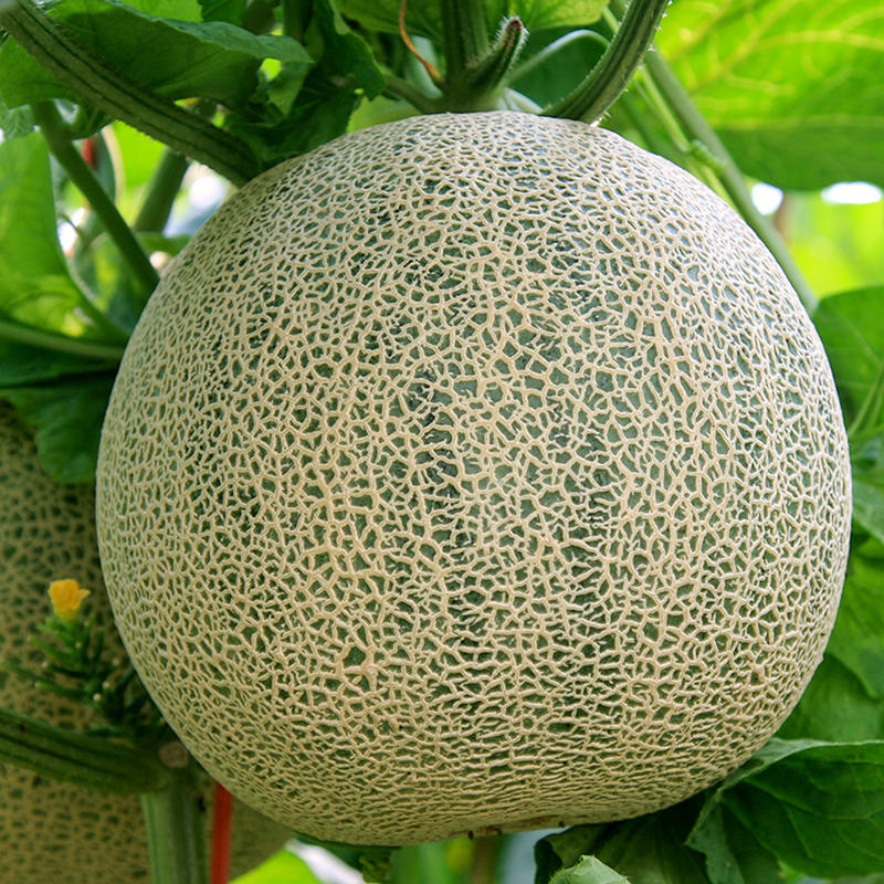 【海南网纹瓜 4-4.