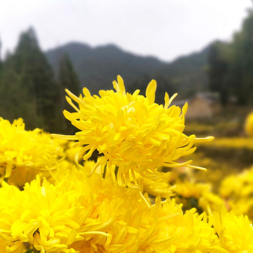 金丝皇菊  30g*2 商品图2