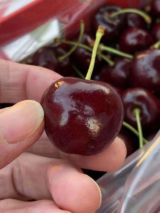 周四取货：【金蜜蜂桑提娜2J车厘子】脆甜，爆汁！ 商品图0