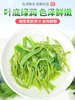 【恩施】金果 尚家村绿茶 250g/袋 商品缩略图3