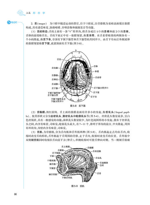 正常人体学 第3版 第四轮十四五规划教材 全国高等中医药教育教材 孙红梅包怡敏 供护理学康复治疗学等专业用9787117315876 商品图4