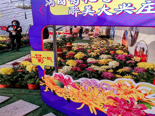 【平谷菊花宴-金海湖步道】菊花美食文化季平谷大兴庄品菊花-金海湖步道赏湖光山色 商品图1