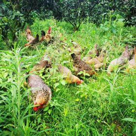 顺丰快递！山里散养的雪山草鸡，山野童子鸡。山林放养，跑山鸡，每天只吃玉米，麦麸，谷糠，山地里的虫和草，喝着山泉水长大，是每一个追求健康生活人士的至爱食材，母鸡适合煲汤，公鸡适合爆炒