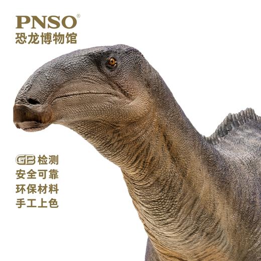 PNSO禽龙哈维恐龙博物馆1比35科学艺术模型 商品图3