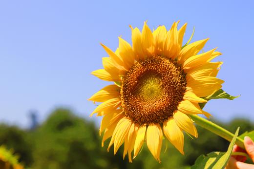 丸丸测试菊花茶1元 商品图0