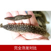 进口野生干海参（8支装/5-7cm） 商品缩略图3