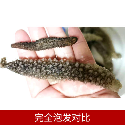 进口野生干海参（8支装/5-7cm） 商品图3