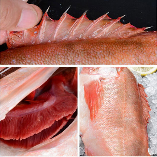 bing岛进口深海红石ban鱼 7kg/箱 （9-10条）#青岛仓 商品图1