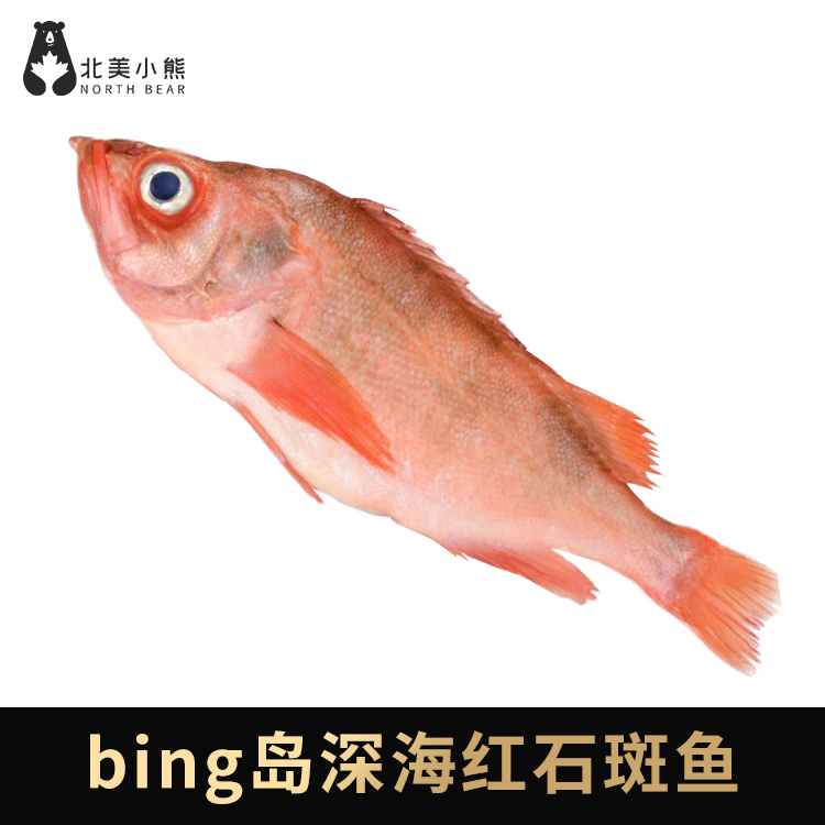 bing岛进口深海红石ban鱼 7kg/箱 （9-10条）#青岛仓