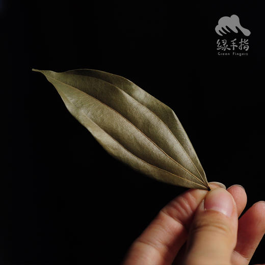 生态香桂叶 | 合作生产 * Eco-Cinnamomum cassia leaves  | Coproduction 商品图3