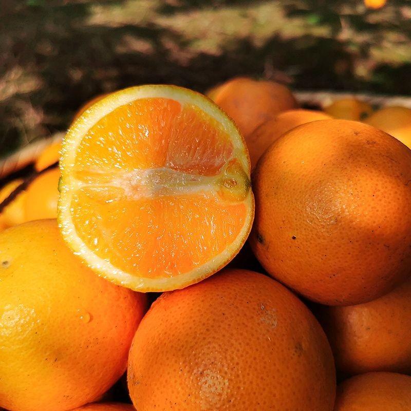 精选湖南麻阳冰糖橙无核无渣橙味十足全国包邮