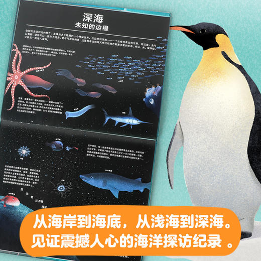 【6-12岁】蓝色星球 莱斯利斯图尔特夏普等著 专业海洋科普 带孩子一起见证人类震撼人心的海洋探访纪录 感受海洋之美 中信 商品图2