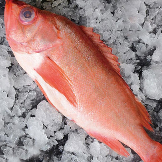 bing岛进口深海红石ban鱼 7kg/箱 （9-10条）#青岛仓 商品图3