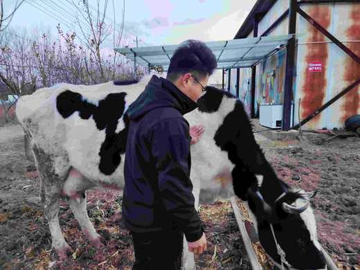 包养一头奶牛 | 醇香浓厚 | 365瓶/年 配送7瓶/周 | 农场自产包邮 * Pasteurized milk 商品图5