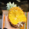 DelMonte蜂蜜凤梨 擁有金黃色的表面，內裡果肉香甜 商品缩略图4