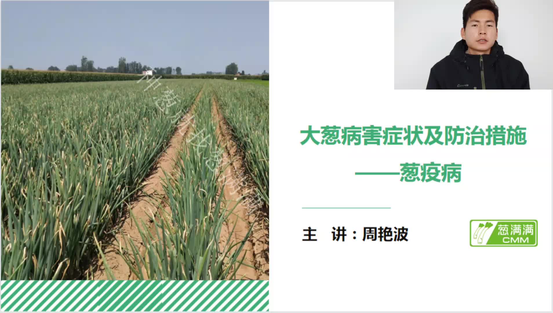 大葱病害症状及防治——葱疫病