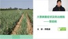 大葱病害症状及防治——葱疫病 商品缩略图0