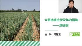 大葱病害症状及防治——葱疫病