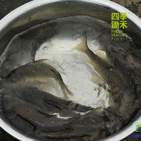 【预售】生态小鲫鱼（500g）活鱼仅限浙江上海客户，收到后请立即打开袋子放盆里滴水哦