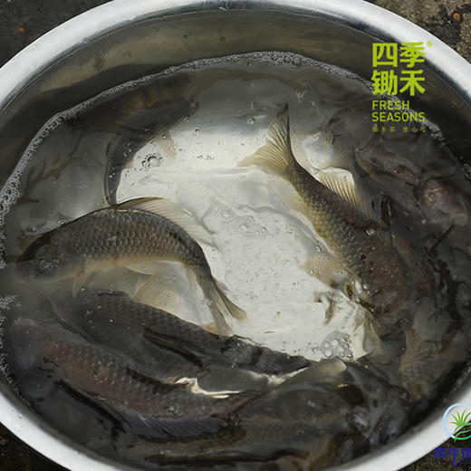 【预售】生态小鲫鱼（500g）活鱼仅限浙江上海客户，收到后请立即打开袋子放盆里滴水哦 商品图0