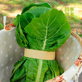 落汤青（400g）-略带苦味，建议焯水，用猪油炒香软些，色拉油炒口感偏硬哦