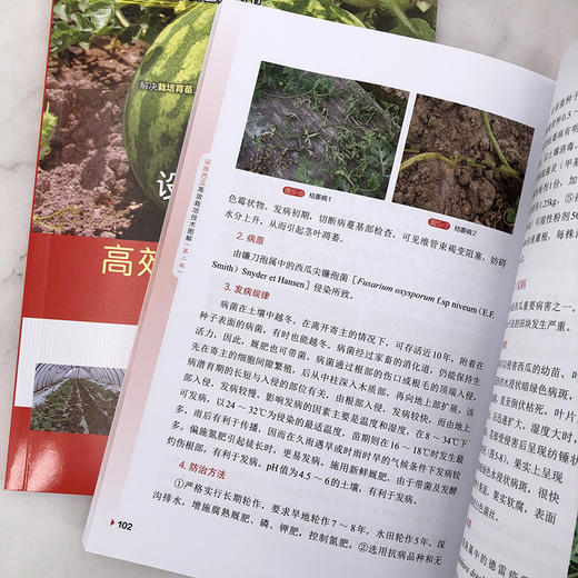 设施西瓜高效栽培技术图解 商品图8