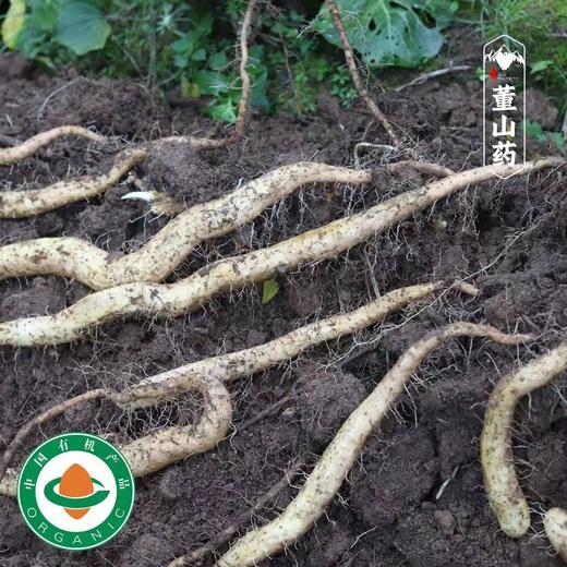 【10/23开始发货｜农场直邮】有机董山药丨5斤（雅安） 商品图3