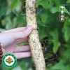 【10/23开始发货｜农场直邮】有机董山药丨5斤（雅安） 商品缩略图4