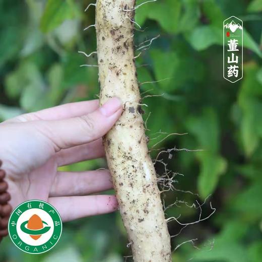 【10/23开始发货｜农场直邮】有机董山药丨5斤（雅安） 商品图4