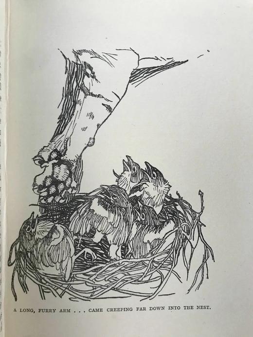 1922年 翅膀与爪垫 8幅插图 漆布精装32开 商品图8