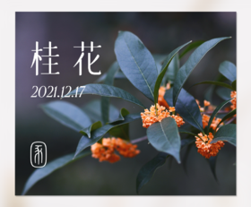 那些闻起来很香的植物