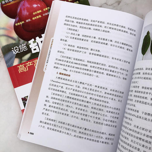 设施甜樱桃高产高效栽培技术图解 商品图7