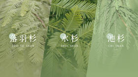 如何区别水杉、落羽杉、池杉？|栖溪植物小课堂