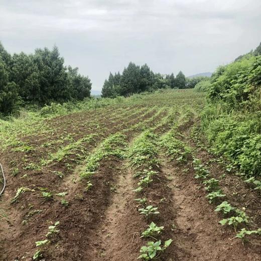 生态红薯淀粉 | 公平贸易 * Sweet Potato Starch 商品图6